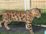 Leopard Rosetted Bengal kittens - Bengal Kitten For Sale - Valparaiso&comma; IN&comma; US