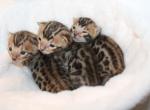 Leopard Rosetted Bengal kittens - Bengal Kitten For Sale - 