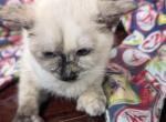 Polydactyl Female - Siamese Kitten For Sale - West Lafayette&comma; OH&comma; US