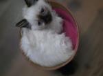 Female Munchkin Toast - Munchkin Kitten For Sale - Maryville&comma; TN&comma; US