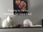These babies are on fire - Munchkin Kitten For Sale - Maryville&comma; TN&comma; US
