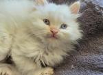 Non standard munchkin Fish - Munchkin Kitten For Sale - Maryville&comma; TN&comma; US