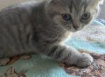 Buddy - Scottish Fold Kitten For Sale - Levittown&comma; PA&comma; US