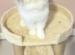 Cora - Persian Cat For Sale - Duluth&comma; GA&comma; US