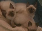 3 Siamese kittens - Siamese Kitten For Sale - Flower Mound&comma; TX&comma; US
