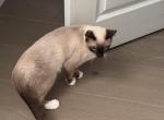 Hermes - Domestic Kitten For Sale - TX&comma; US