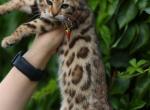 molly - Bengal Kitten For Sale - 