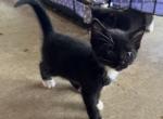 BLACK WHITE TAIL GIRL - Domestic Kitten For Sale - Bryan&comma; TX&comma; US