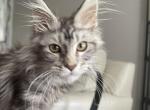 Black and silver - Maine Coon Kitten For Sale - OH&comma; US