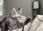 Black and silver - Maine Coon Kitten For Sale - OH&comma; US