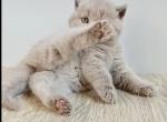 PURE BREED BRITISH SHORTHAIR KITTENS FOR SALE - British Shorthair Kitten For Sale - 