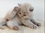 PURE BREED BRITISH SHORTHAIR KITTENS FOR SALE - British Shorthair Kitten For Sale - 
