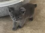 GRAY MANX GIRL - Manx Kitten For Sale - Bryan&comma; TX&comma; US