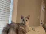 High silver - Maine Coon Kitten For Sale - OH&comma; US