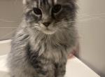 Huge black and silver - Maine Coon Kitten For Sale - OH&comma; US