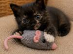 Missy - Ragdoll Kitten For Sale - 