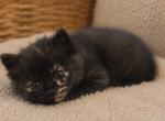 Mittens - Ragdoll Kitten For Sale - 