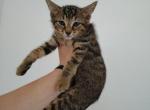 Wilbur - Bengal Kitten For Adoption - Fort Pierce&comma; FL&comma; US