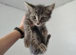 Avery - Domestic Kitten For Adoption - Fort Pierce&comma; FL&comma; US