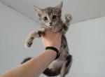 Fern - Domestic Kitten For Adoption - Fort Pierce&comma; FL&comma; US