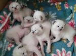 SIAMESE Spring Litters - Siamese Cat For Sale - Wayland&comma; MA&comma; US