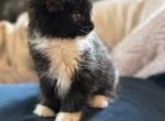 Willow of Donnelly - Maine Coon Kitten For Sale - 