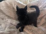 Sienna of Donnelly - Maine Coon Kitten For Sale - Port Clinton&comma; OH&comma; US