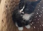 Leo of Donnelly - Maine Coon Kitten For Sale - 
