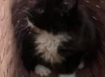 Grayson - Maine Coon Kitten For Sale - Port Clinton&comma; OH&comma; US