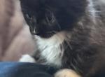 Banksy of Donnelly - Maine Coon Kitten For Sale - Port Clinton&comma; OH&comma; US
