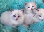 Ragdoll kittens both parents TICA registered - Ragdoll Kitten For Sale - WA&comma; US