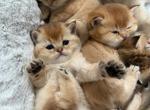 Fold Shorthair Litter - Scottish Fold Kitten For Sale - Schaumburg&comma; IL&comma; US