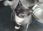 MANX WHISKERS BOY - Manx Kitten For Sale - Bryan&comma; TX&comma; US