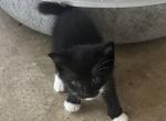 WHISKER GIRL - Manx Kitten For Sale - Bryan&comma; TX&comma; US