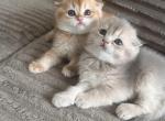 Pure Scottish Fold Kittens - Scottish Fold Kitten For Sale - 
