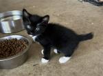 BLACK WHITE 2 - Manx Kitten For Sale - Bryan&comma; TX&comma; US