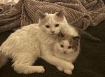 toast - Ragdoll Kitten For Adoption - 