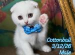 Racoons litter C - Scottish Fold Kitten For Sale - Finksburg&comma; MD&comma; US