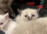 Hans - Siamese Kitten For Adoption - Sherman Oaks&comma; CA&comma; US