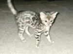 Silver Glitter Bengal - Bengal Kitten For Sale - Meridian&comma; ID&comma; US