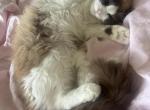maisley - Ragdoll Cat For Sale - Pasadena&comma; CA&comma; US