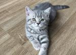 Scottish straight boy - Scottish Straight Kitten For Sale - Houston&comma; TX&comma; US