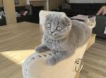 Scottish fold blue girl - Scottish Fold Kitten For Sale - Houston&comma; TX&comma; US