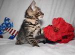 Bengal kitten Todd - Bengal Kitten For Sale - Davenport&comma; FL&comma; US
