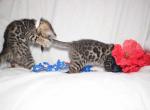 Bengal kitten Piper - Bengal Kitten For Sale - Davenport&comma; FL&comma; US