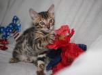 Bengal kitten Piper Free gift with this kitten - Bengal Kitten For Sale - Davenport&comma; FL&comma; US