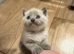 Blue Point Female - Siamese Kitten For Sale - Bristol&comma; NH&comma; US
