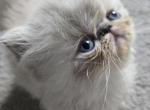 BFlat - Exotic Kitten For Sale - 