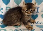 Highlander kity 1f - Highlander Kitten For Sale - Goshen&comma; AL&comma; US