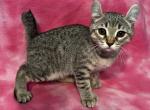 Highlander kity 5g - Highlander Kitten For Sale - Goshen&comma; AL&comma; US